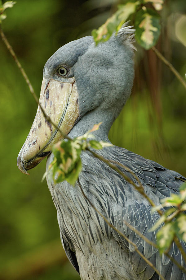 Stork Photograph - Shoe billed Stork IV by Tim Fitzharris