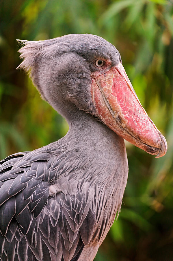 Shoebill Photograph by Picture by Tambako the Jaguar