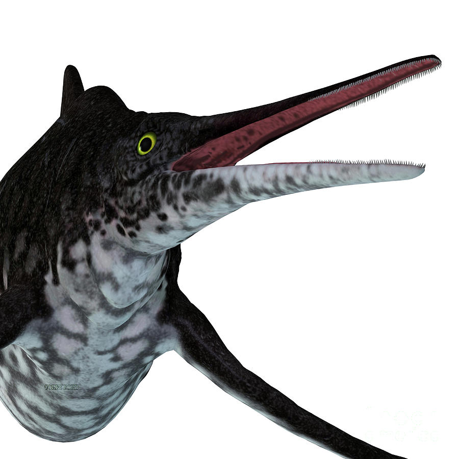 Prehistoric Digital Art - Shonisaurus Ichthyosaur Head by Corey Ford