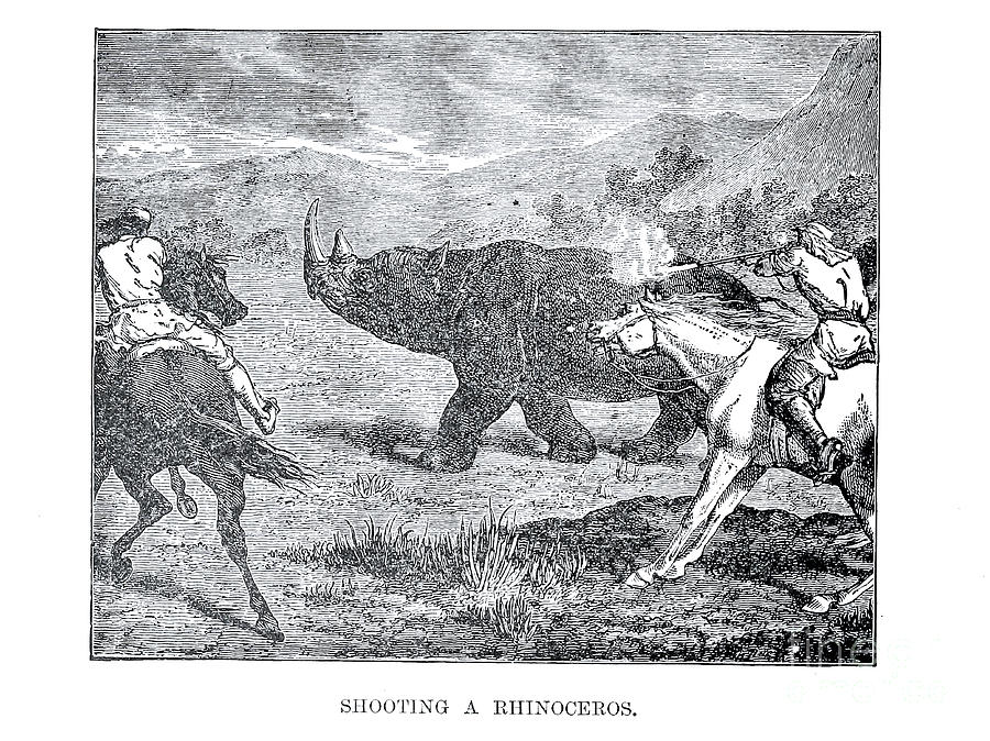 Shooting a Rhinoceros x2 Drawing by Historic illustrations - Fine Art ...