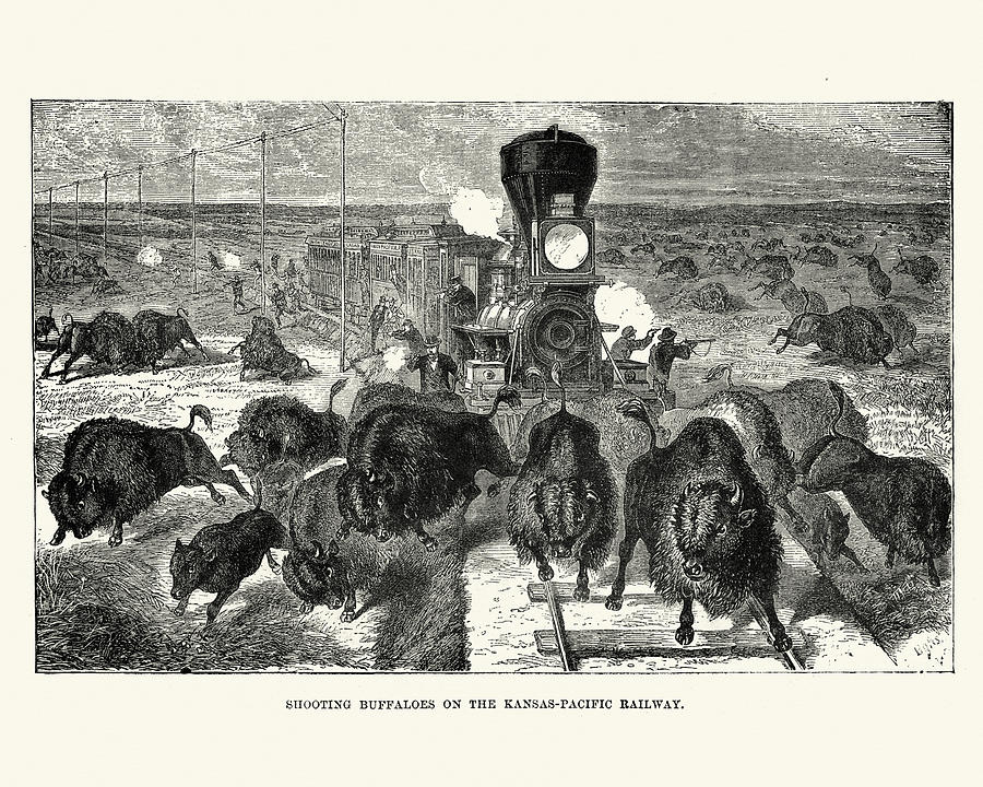 Shooting buffaloes on the Kansas Pacific Railway, 19th Century Drawing by Duncan1890