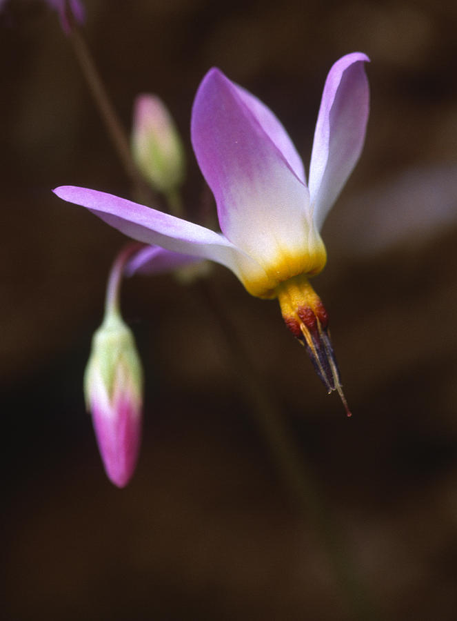 Shooting Star Flower--Zion Shooting Star (Dodecatheon pulchellum) Photograph by Ed Reschke