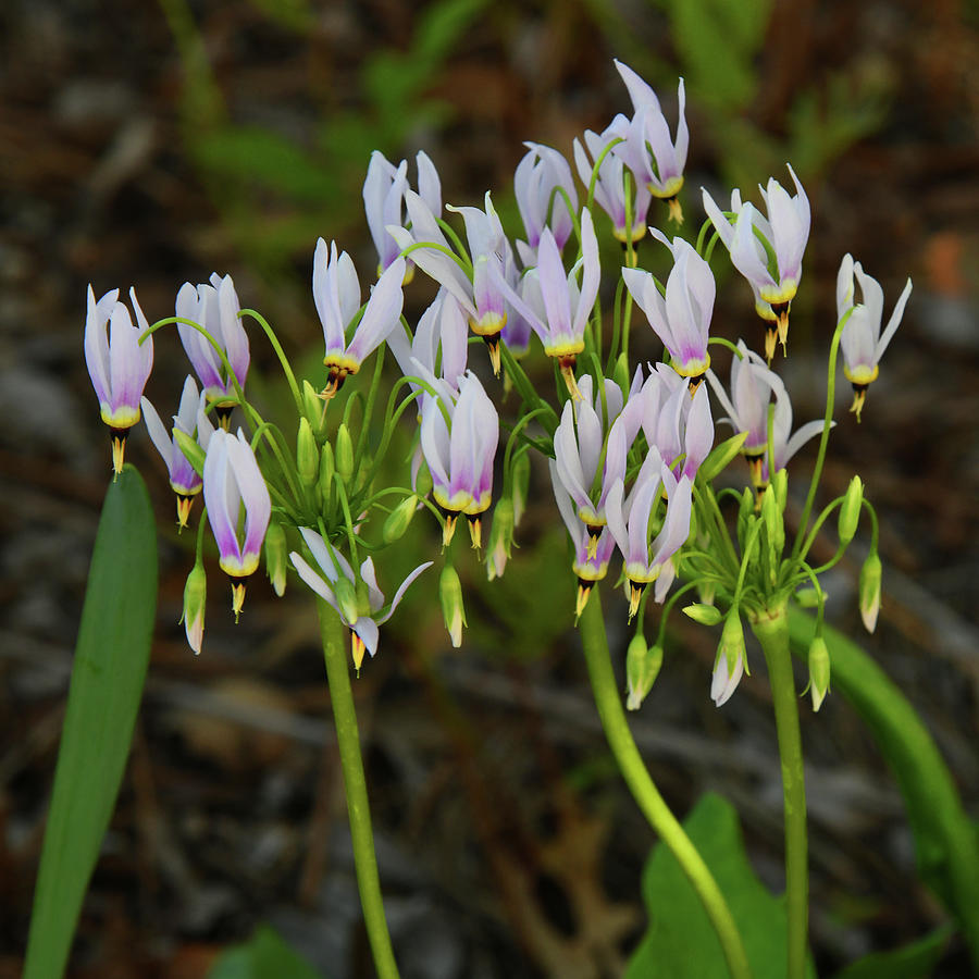Shooting Stars Wildflowers Photograph by Robert Tubesing Fine Art America