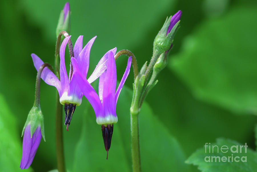 Summer Photograph - Shootingstar Wildflower in the Olympic Mountains by Nancy Gleason