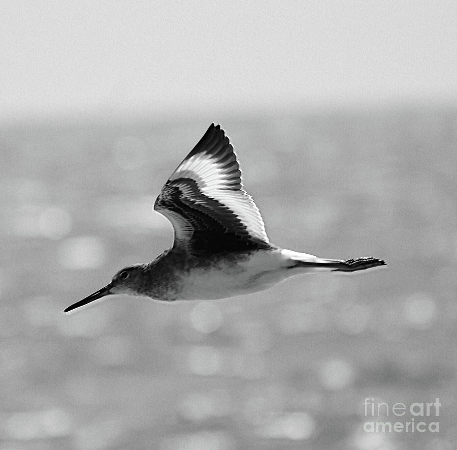 Shore Bird 8x8 Photograph by Skip Willits