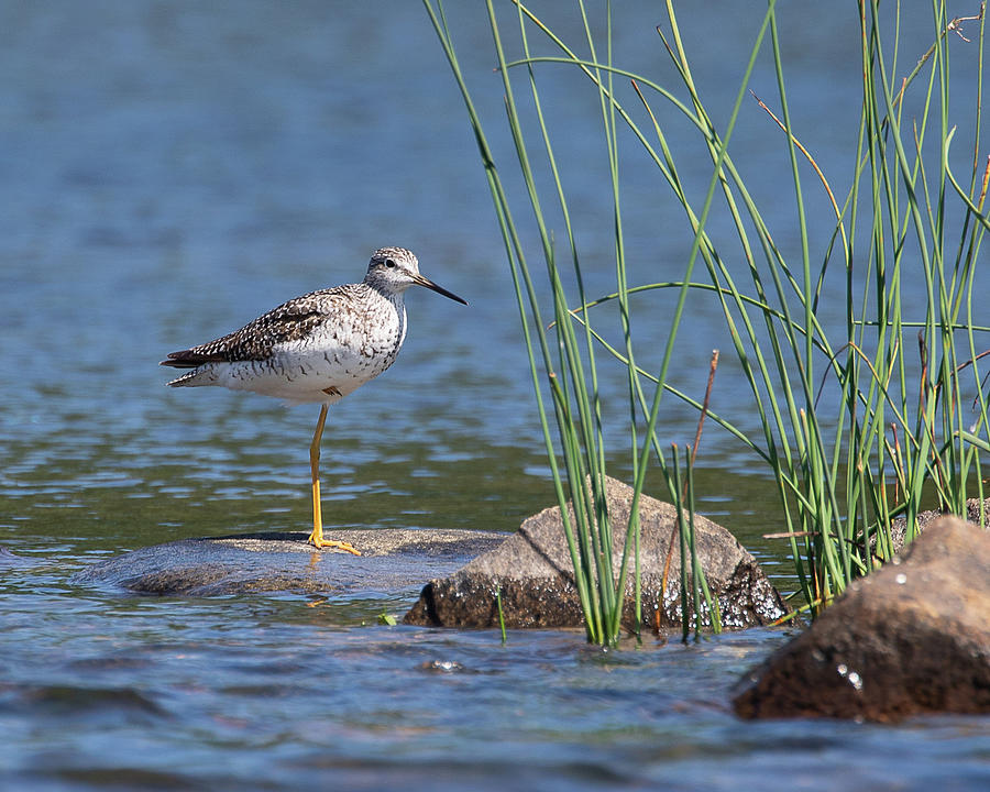 Shore Bird at the Lake Photograph by Denise Kopko