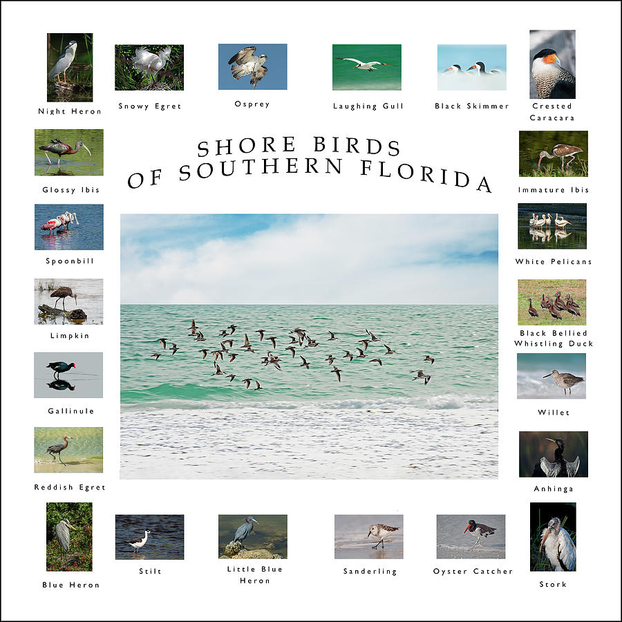 Shore Birds of Southern Florida Photograph by Gordon Ripley