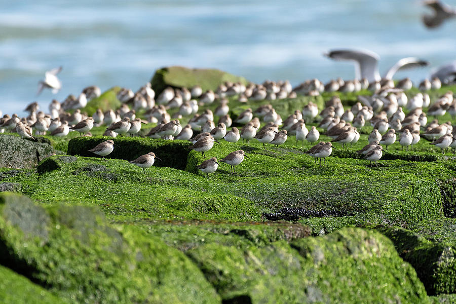 shore-birds-on-a-jetty-photograph-by-rose-guinther-pixels