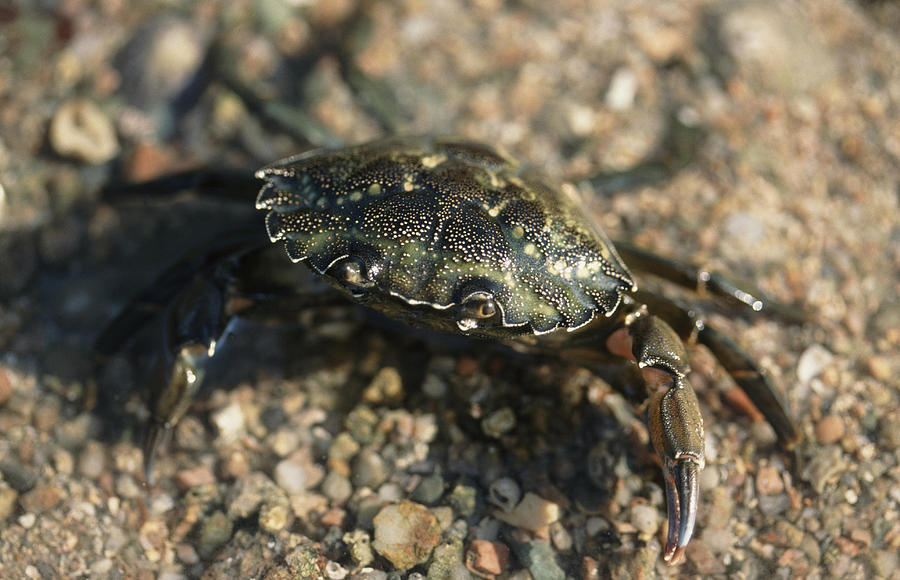 Shore Crab. (Carcinus maenas) Jersey, British Isles Photograph by Fotosearch