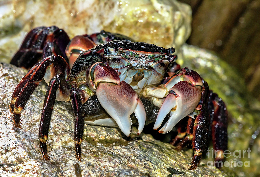 Nature Photograph - Shore Crab Showing Off Its Claws by Susan Wiedmann