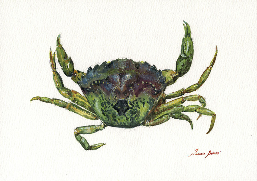 Crab Painting - Shore green crab by Juan Bosco
