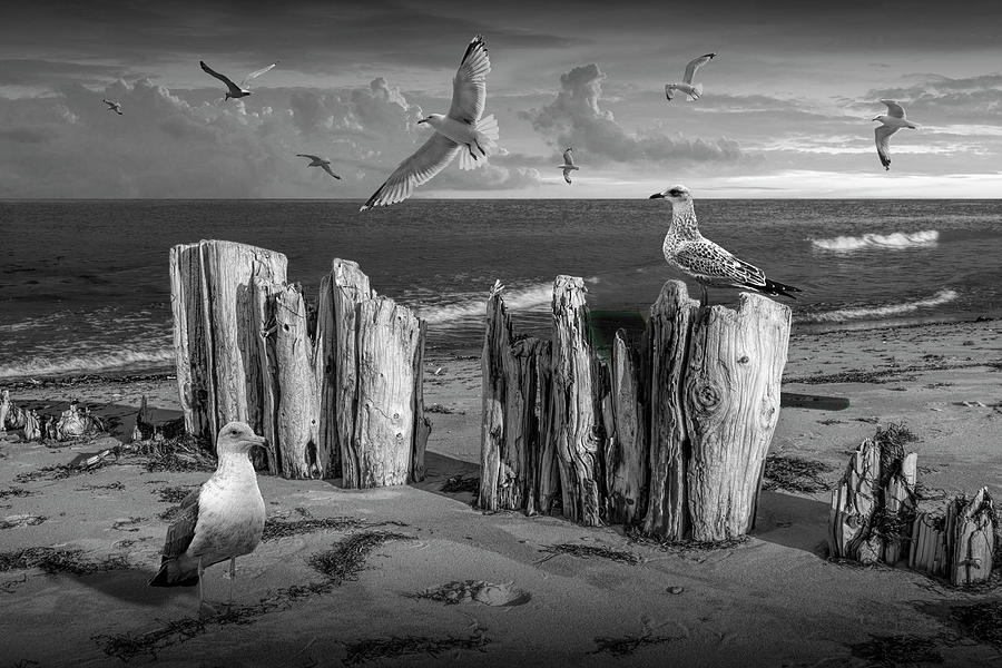 Shore Pilings and Gulls in Black and White on the Ocean Beach Sh Photograph by Randall Nyhof