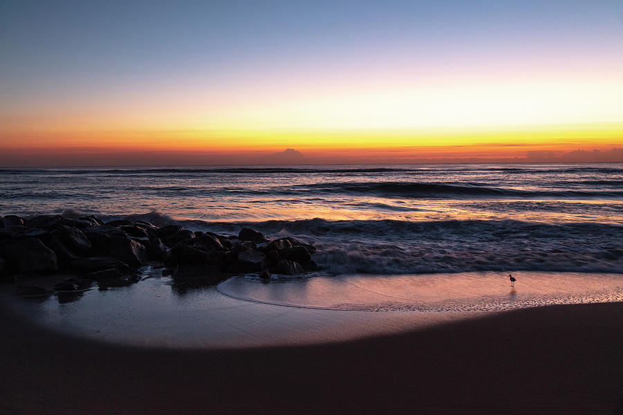 Shorebird at Dawn Photograph by Debra and Dave Vanderlaan