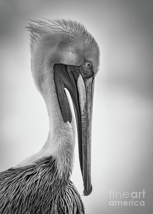 Shorebird Drama Photograph By Kelley Freel-ebner - Fine Art America