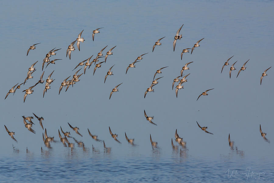 Shorebird Flock, Arcata Bay, California, USA - 1725 Photograph by Wally ...