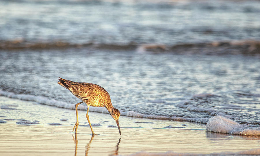 Shorebird on the Beach at Sunset - North Carolina Crystal Coast Photograph by Bob Decker