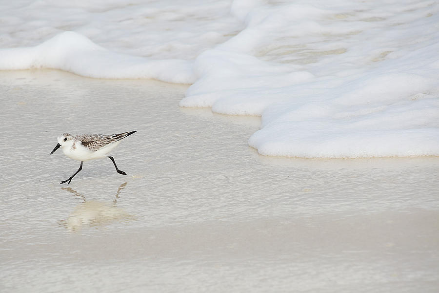 Shorebird Running on White Sand Beach Digital Art by Peggy Collins