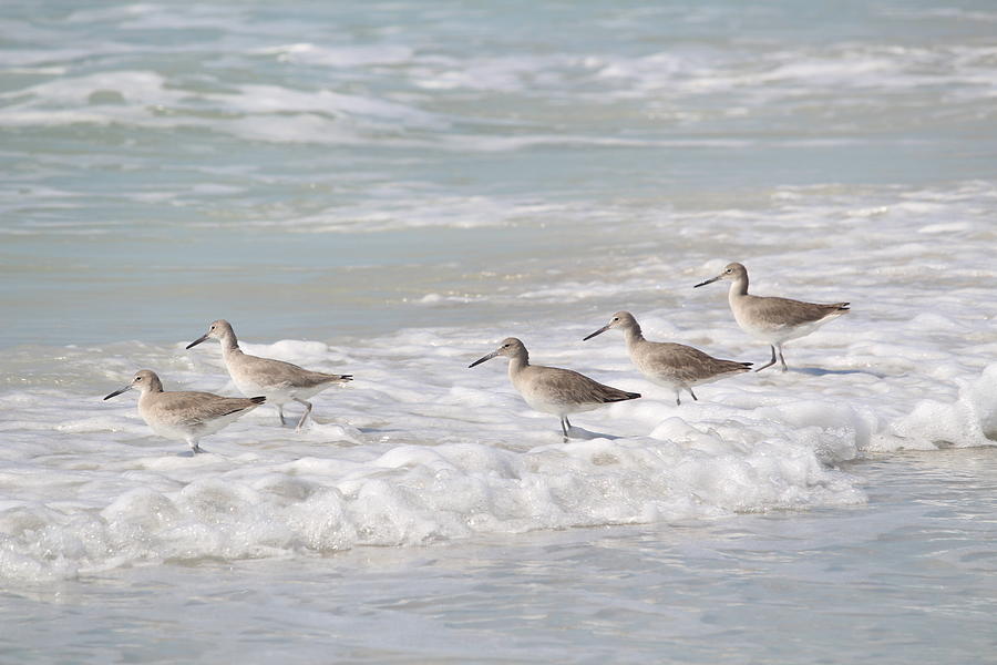 Shorebirds Photograph by Carol Oberg Riley