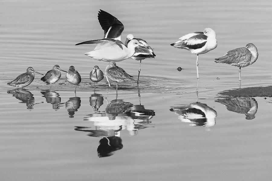 Shorebirds Congregation - Monochrome - BW Photograph by Ram Vasudev