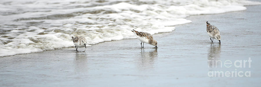 Shorebirds in the Surf Photograph by Denise Bruchman