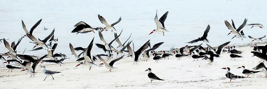 Shorebirds Nbr.1 Photograph by Scott Cameron