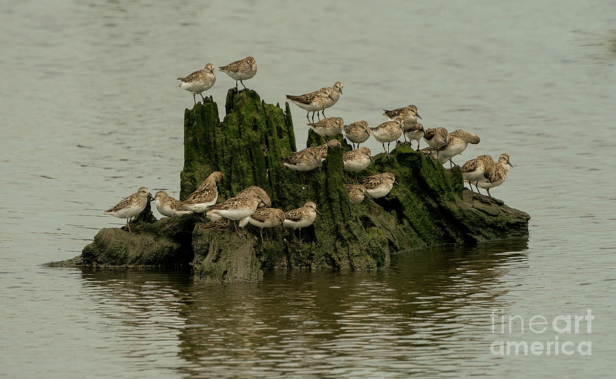 Shorebirds on an island Photograph by Sam Rino
