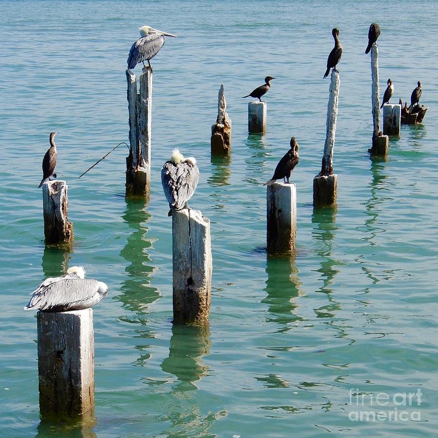 Shorebirds on Pier Posts Photograph by Carol Groenen