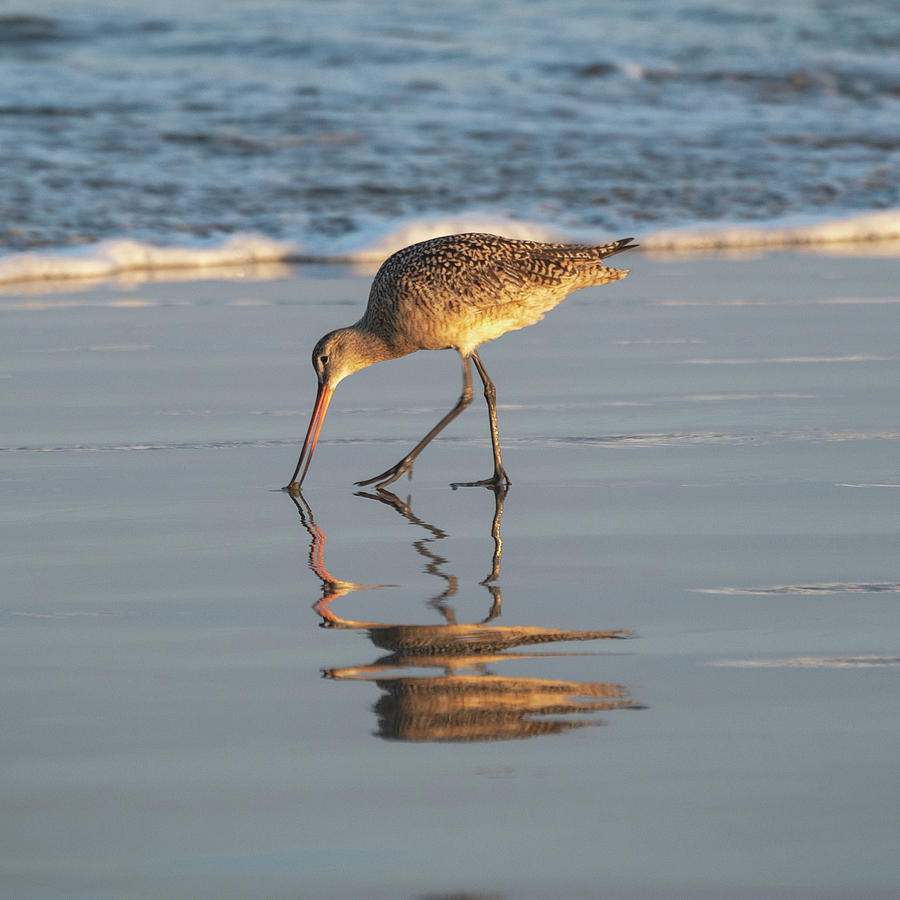Shoreline Bird Reflection in Morro Bay Photograph by Matthew DeGrushe