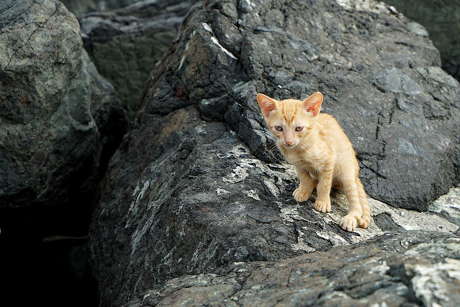 Shoreline Kitten Photograph by Richard Reeve