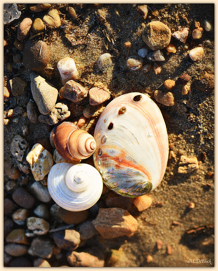 Shoreline Pebbles and Shells - Charles City, VA Photograph by Marilyn DeBlock