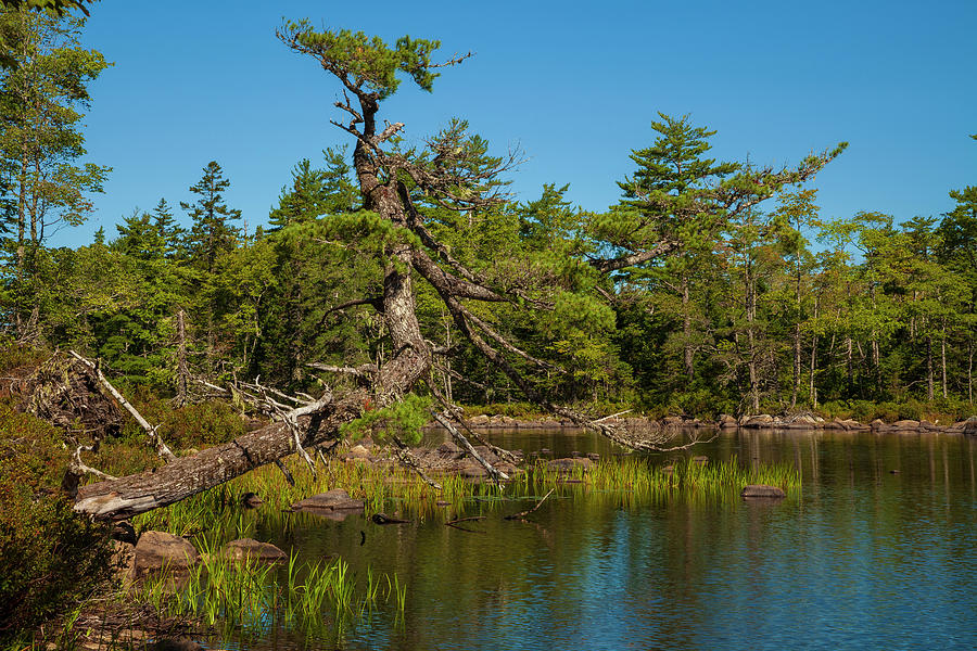 Shoreline pine at Long Lake Photograph by Irwin Barrett