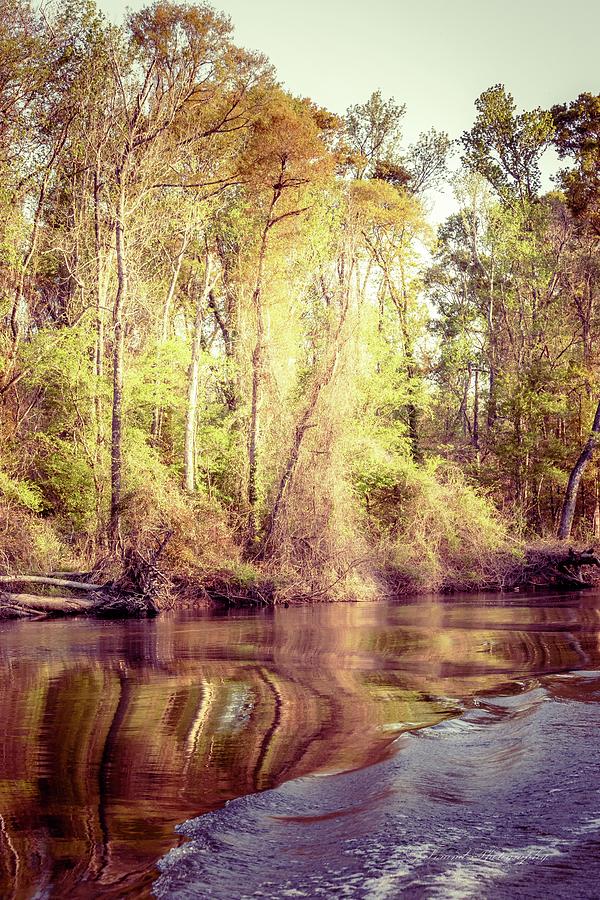 Shores of The Apalachicola River Photograph by Debra Forand