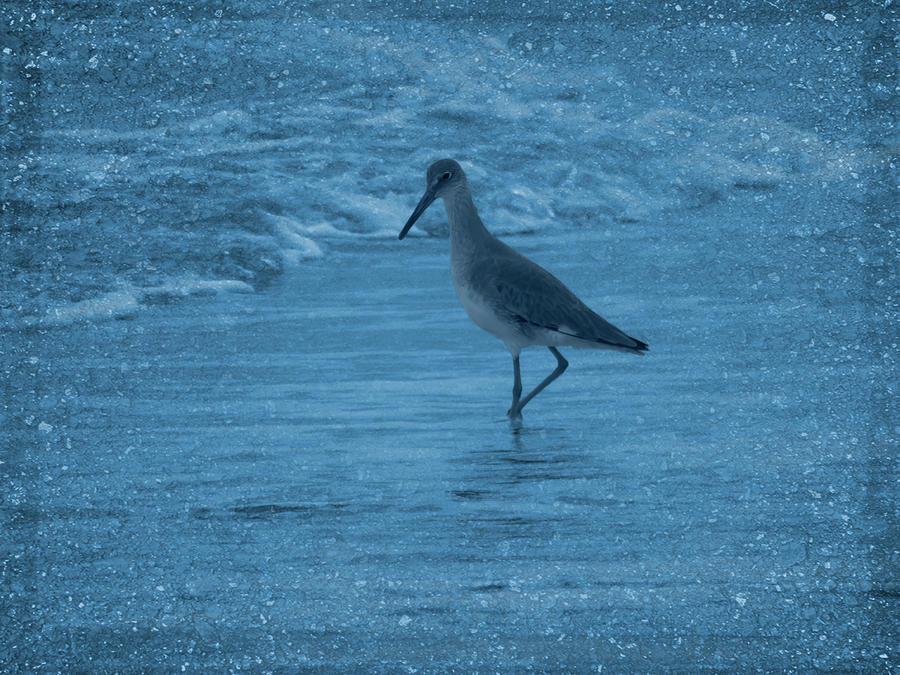 Short-Billed Dowitcher Fishing The Surf Photograph by Leslie Montgomery