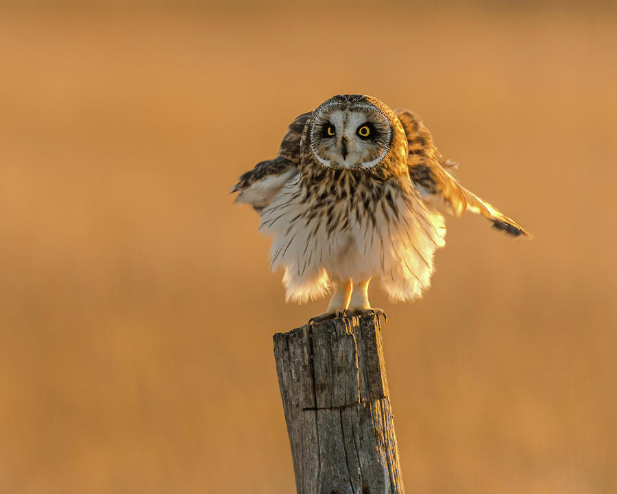 Short-Eared Ballet Photograph by Yeates Photography