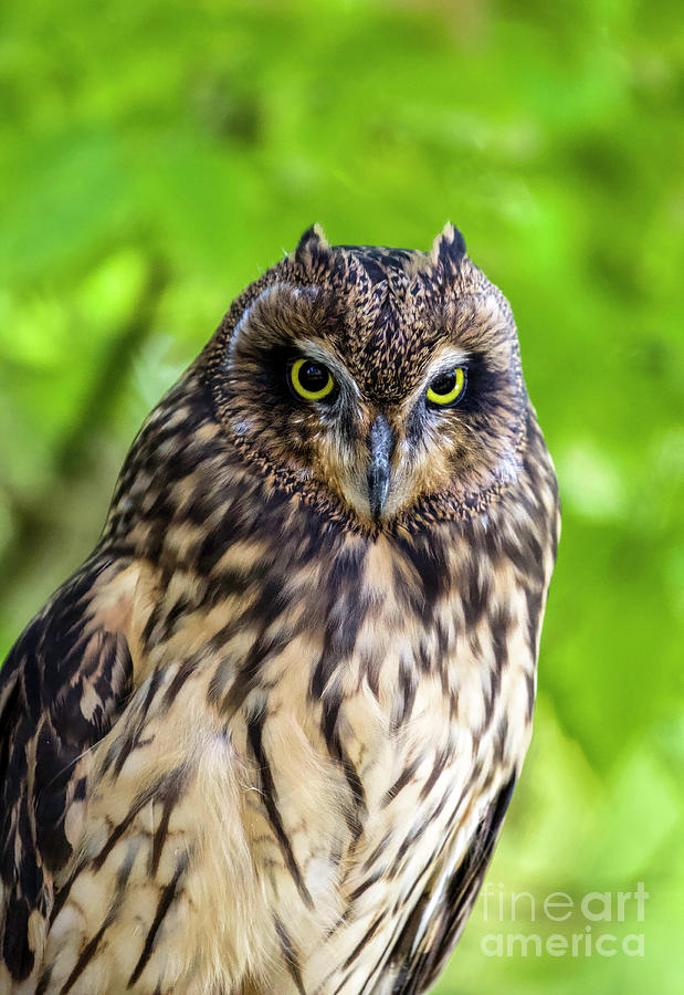 Short-eared Owl # 11 Photograph by Shirley Dutchkowski
