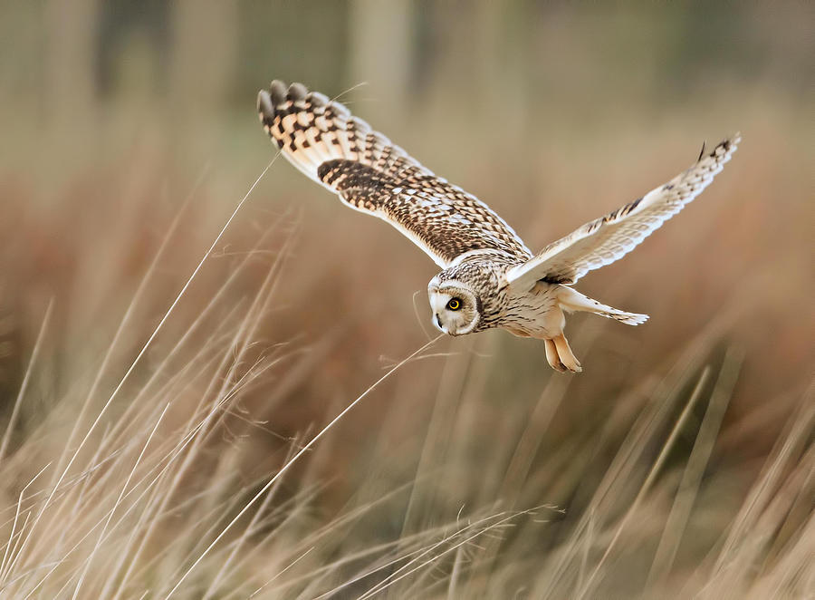 Short Eared Owl Photograph by © Paul Mcmullen