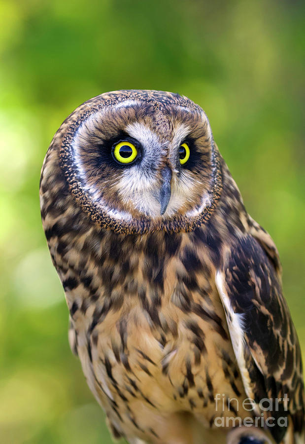 Short-eared Owl #1 Photograph by Shirley Dutchkowski