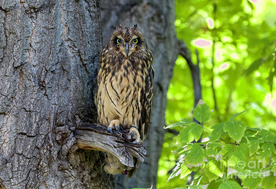 Short-eared Owl #10 Photograph by Shirley Dutchkowski