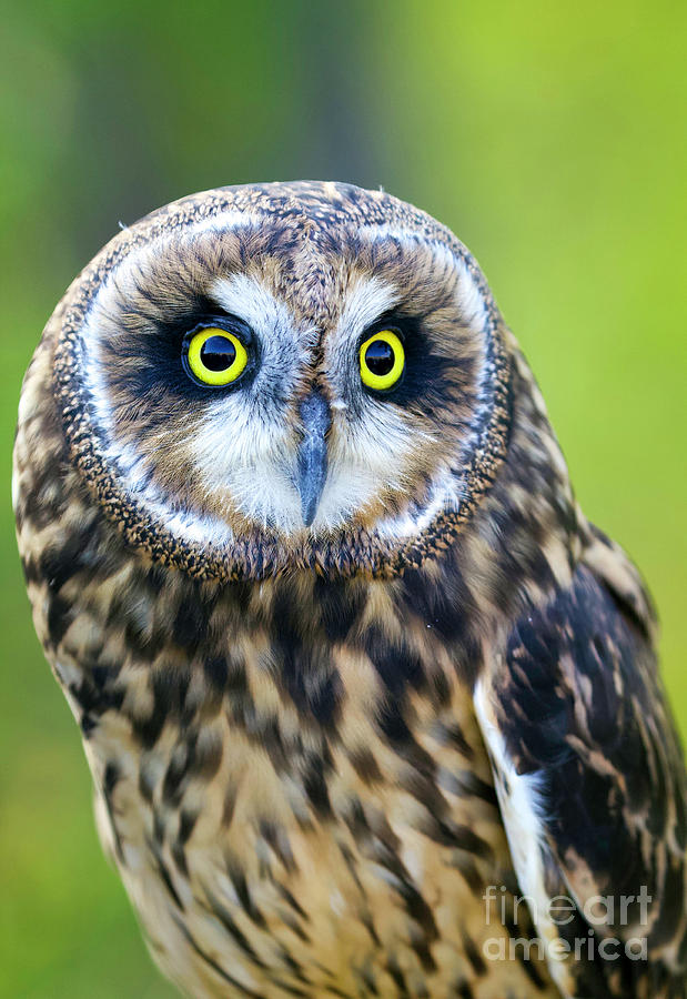 Short-eared Owl #2 Photograph by Shirley Dutchkowski
