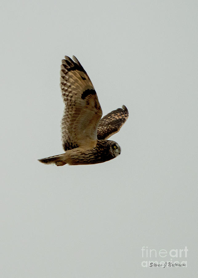 Short eared Owl 4 Photograph by Steven Natanson