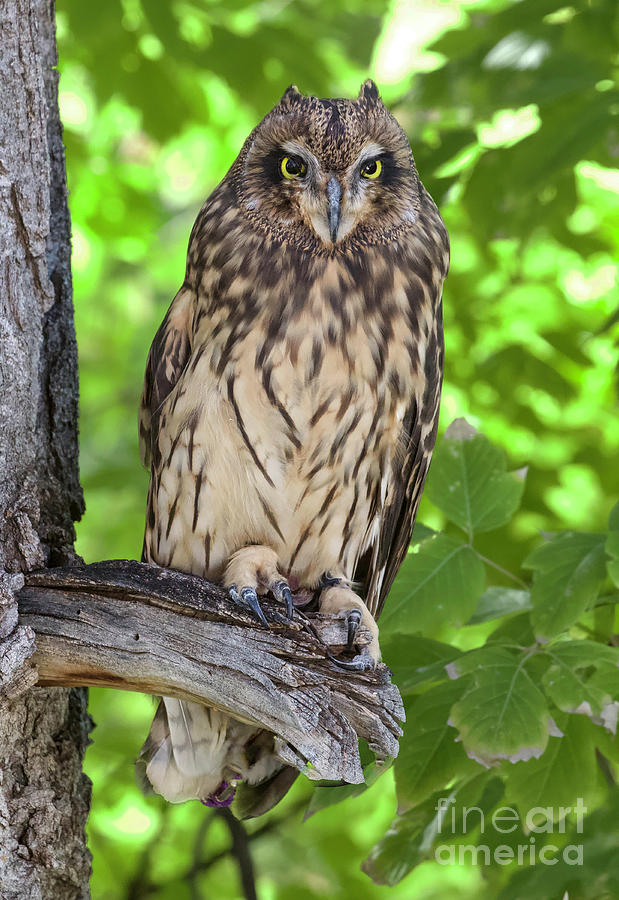 Short-eared Owl #7 Photograph by Shirley Dutchkowski