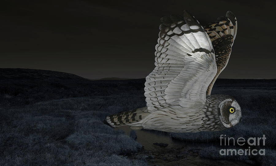 Short-eared Owl - Asio Flammeus, Silent Hunters - Fine Art Print - Stock Illustration Painting