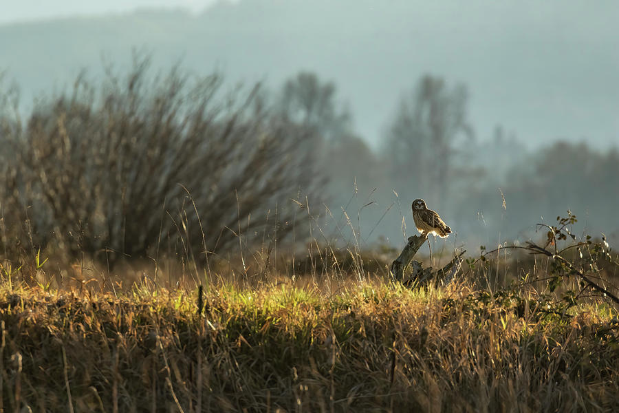 Short-eared Owl at Fern Ridge Photograph by Belinda Greb