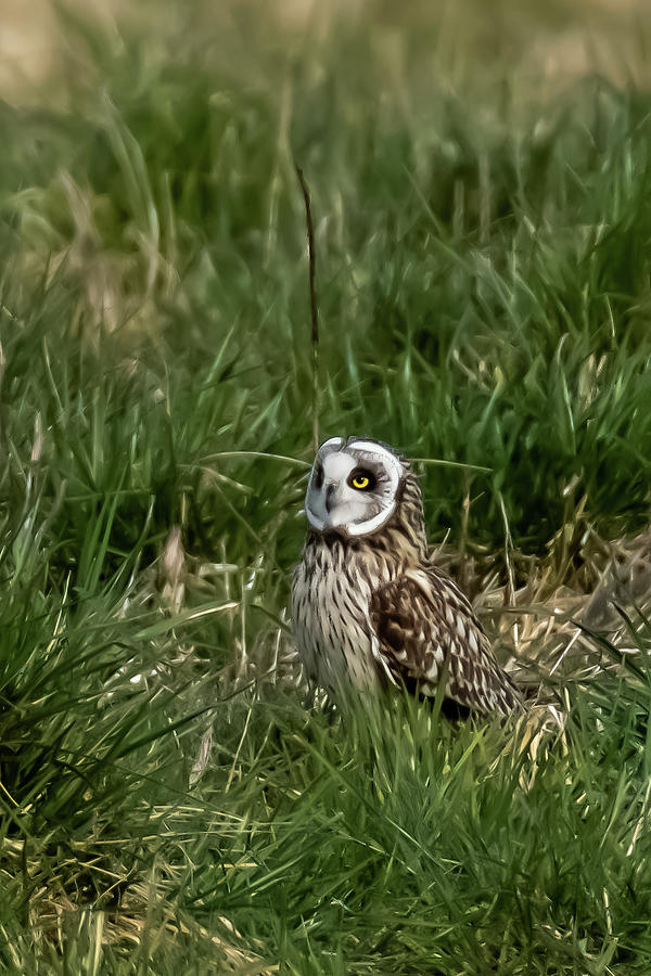 Short Eared Owl At Rest Photograph