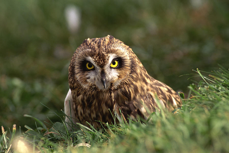 Short-Eared Owl Photograph by Comstock Images