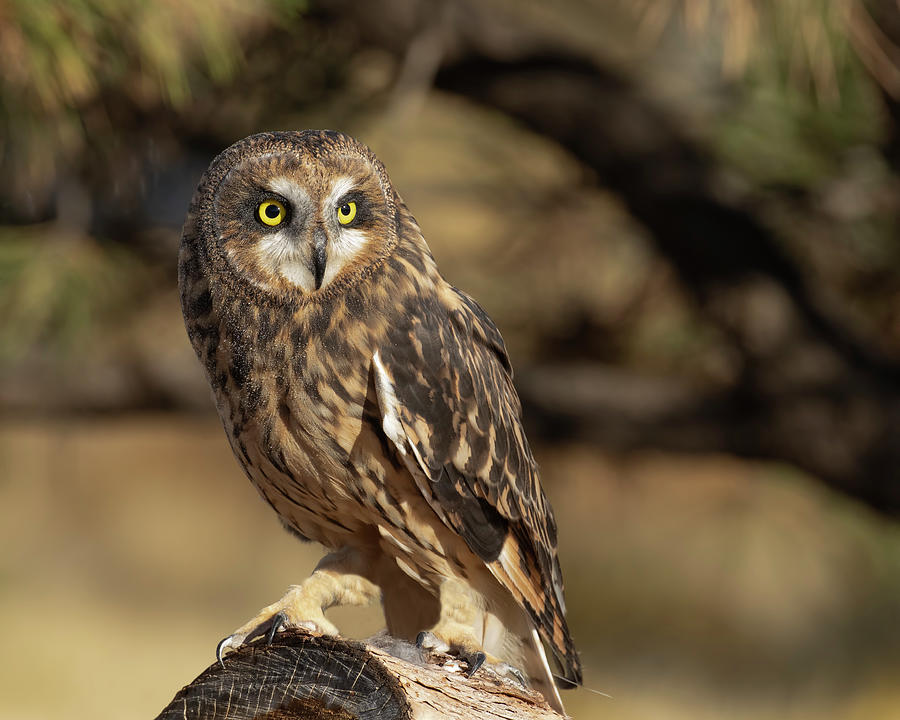 Short-eared Owl Photograph by Dawn Key