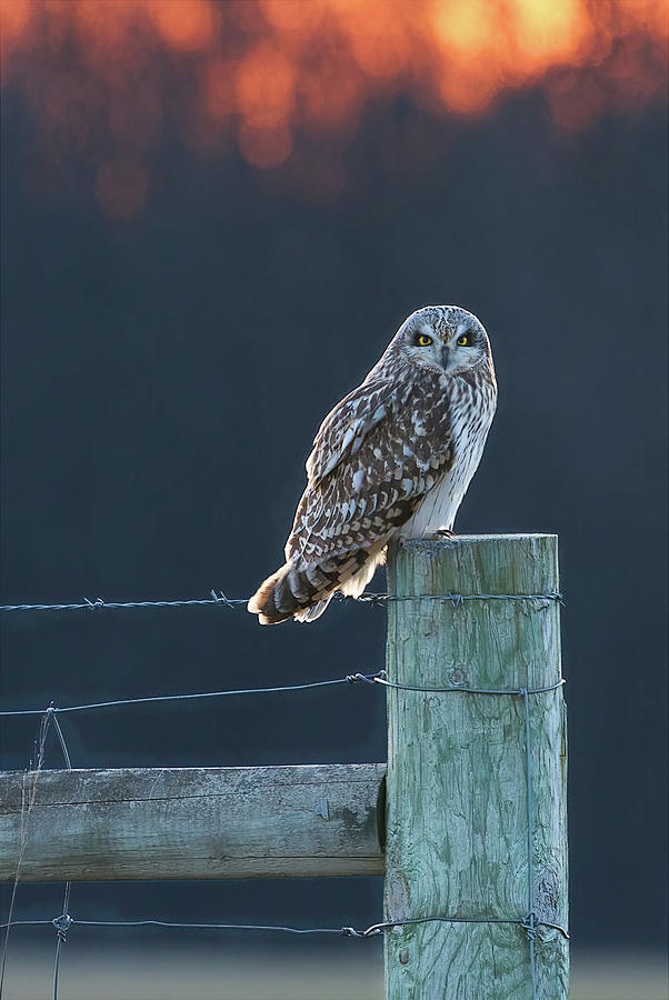 Short-eared Owl Photograph by Flinn Hackett