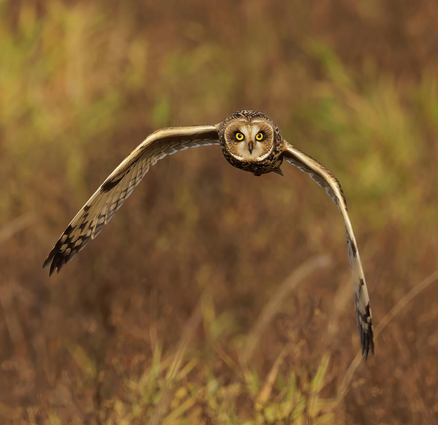 Short Eared Owl Eye Contact Photograph by Angie Vogel