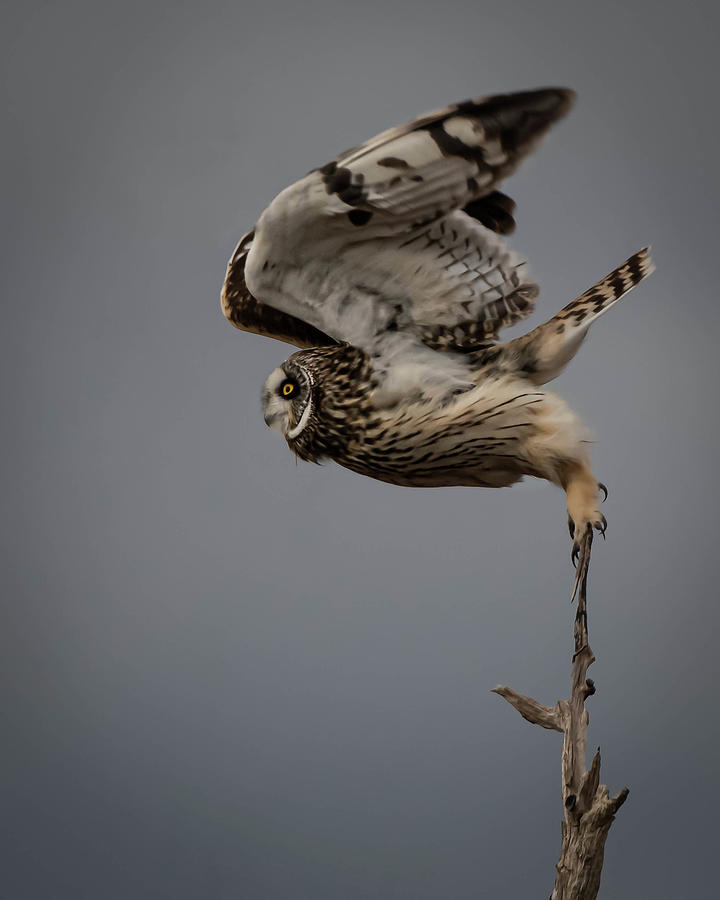 Short-eared Owl fluff takeoff Photograph by Hershey Art Images