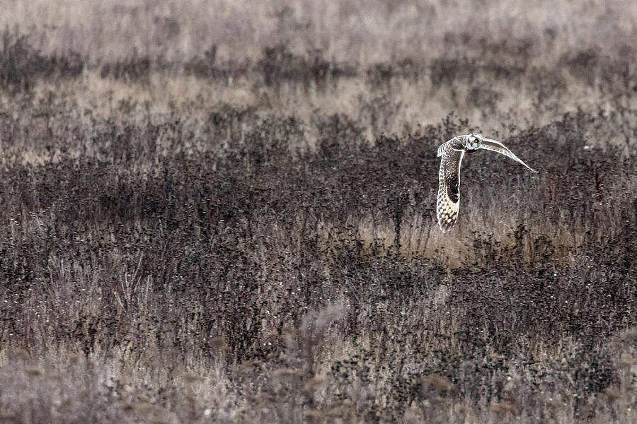 Short-eared Owl  Flying At Boundary Bay Photograph by Michael Russell